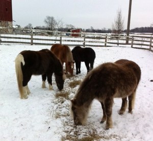 Ponies in Snow.JPG